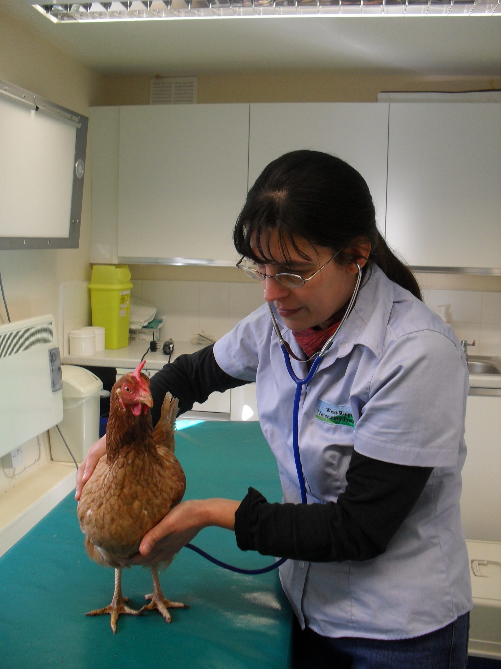 Challenging Times for British Hen Welfare Trust (BHWT) Backyard Poultry